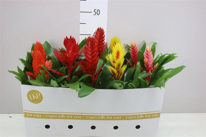 <h4>Vriesea Gemengd</h4>