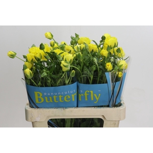 Ranunculus Butterfly Phytalos