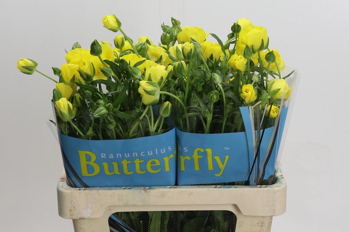 <h4>Ranunculus Butterfly Phytalos</h4>
