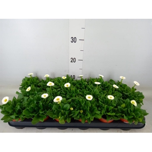 Bellis perennis 'Rusher White'