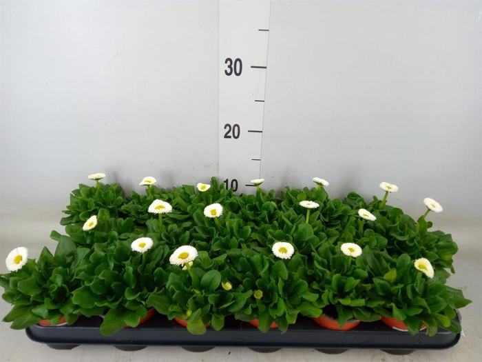 <h4>Bellis perennis 'Rusher White'</h4>