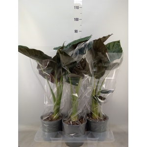Alocasia wentii