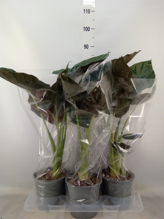 <h4>Alocasia wentii</h4>