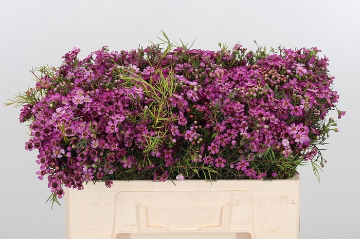 <h4>Chame Un Jupiter</h4>