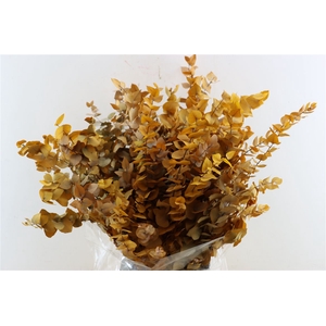 Pres Euca Stuartiana Yellow Bunch