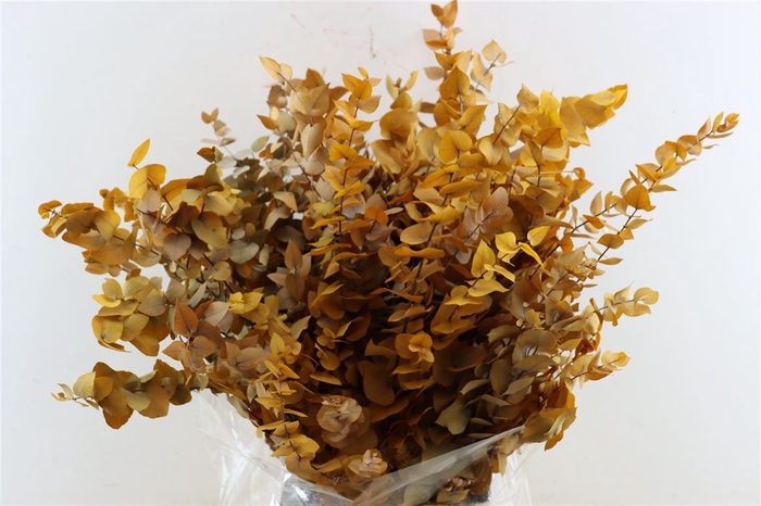 <h4>Pres Euca Stuartiana Yellow Bunch</h4>