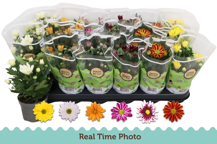 <h4>CHRYS GEM 6 KL</h4>