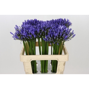 Agapanthus Uri