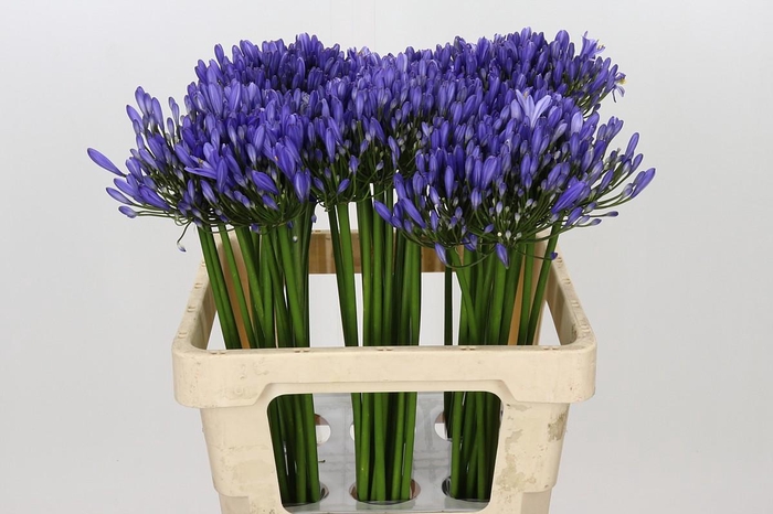 <h4>Agapanthus Uri</h4>