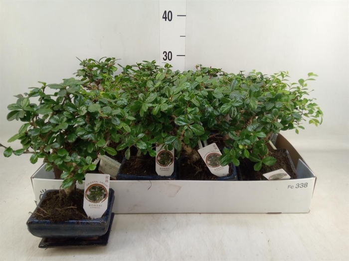 <h4>Bonsai   ...mix</h4>