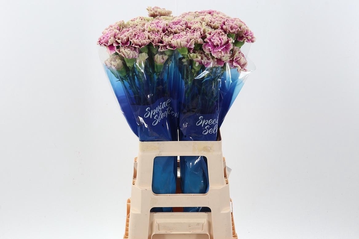 <h4>Di St Antigua hi</h4>