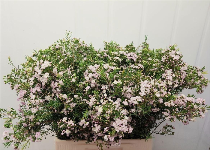 <h4>Chame Un Danc Queen</h4>