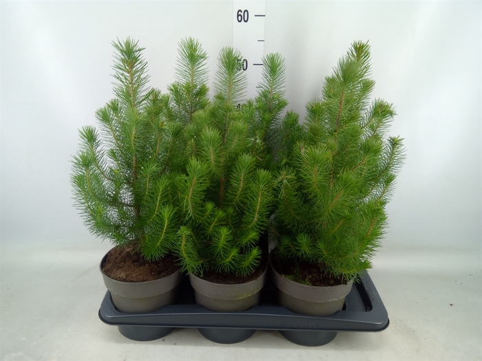 <h4>Pinus pinea 'Silver Crest'</h4>