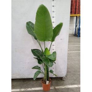 Strelitzia nicolai