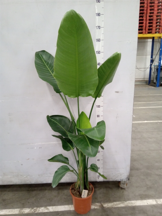 <h4>Strelitzia nicolai</h4>