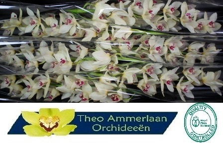 <h4>CYMB T IVORY</h4>