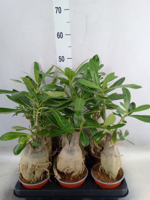 <h4>Adenium obesum</h4>