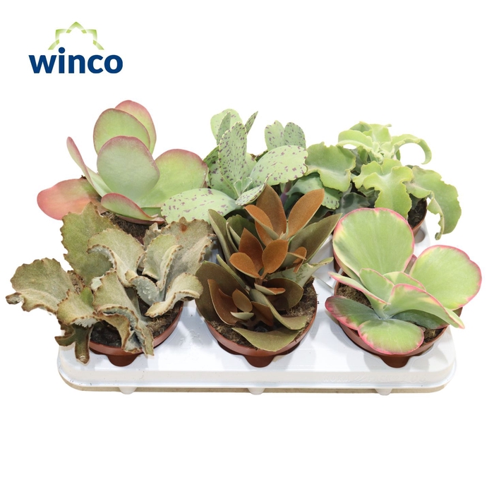 <h4>KALANCHOE GEM</h4>