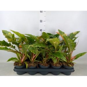 Philodendron  'Ring of Fire'
