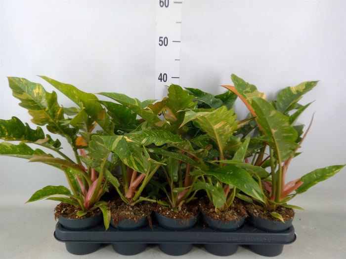 <h4>Philodendron  'Ring of Fire'</h4>