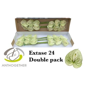 ANTH A EXTASE 24 Double Pack