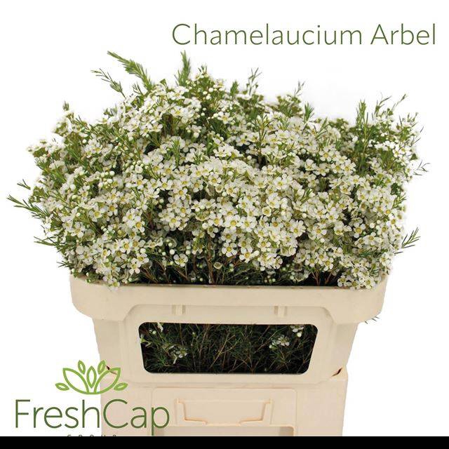 <h4>CHAME UN ARBEL</h4>