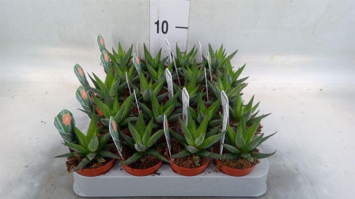 <h4>Haworthia fasciala 'Concolor'</h4>