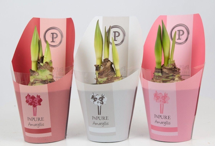 <h4>Hippeastrum mix in P&PURE Collection sleeve</h4>