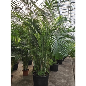 Dypsis lutescens (Areca)