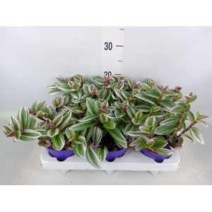 Tradescantia   ...