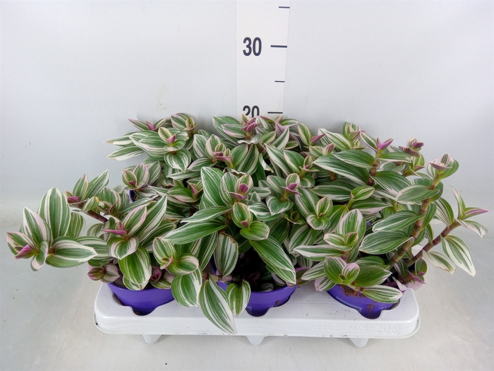 <h4>Tradescantia   ...</h4>