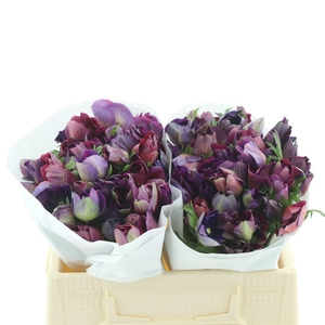 Anem Mistral Bordeaux Extra