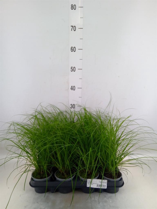 <h4>Carex brunnea</h4>