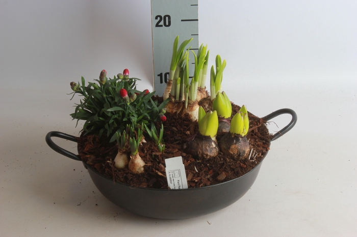 <h4>ARR BOL KNOLGEWAS</h4>