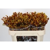 Anigozanthos Gold Fever