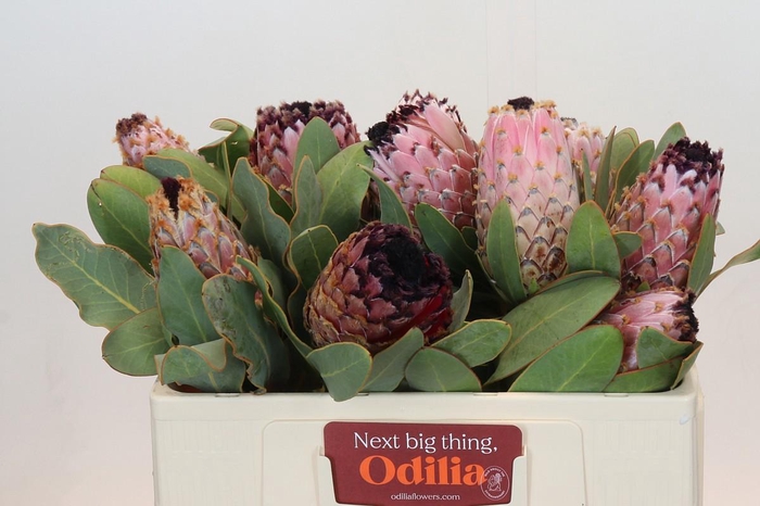 <h4>Protea Magnifica</h4>