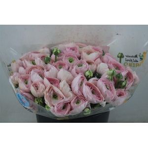 Ran Cloni Sup Favola