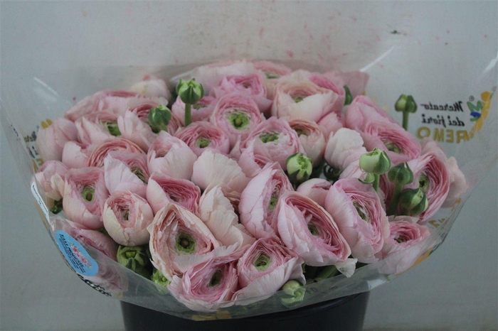 <h4>Ran Cloni Sup Favola</h4>