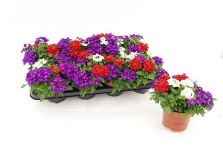 <h4>Verbena Tricolor Red Blue White</h4>