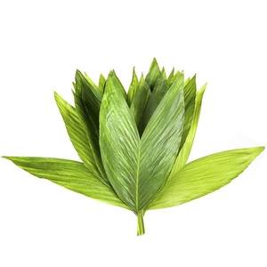 COCOS MEDIUM
