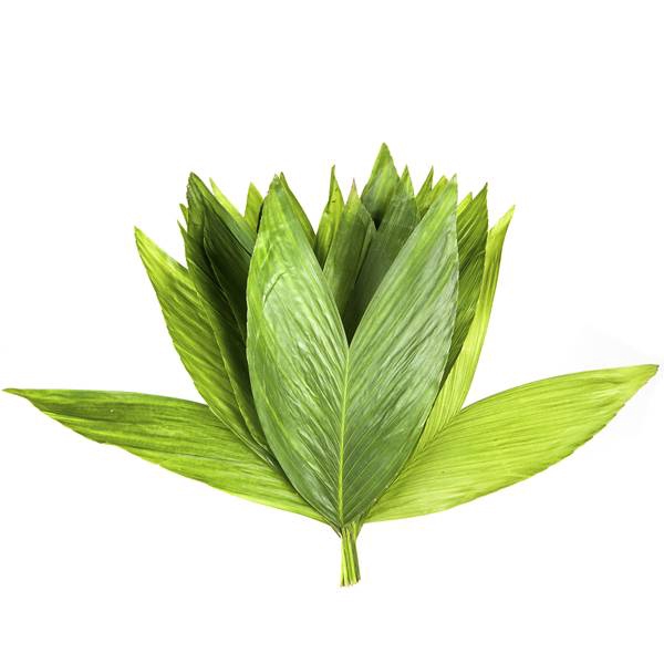 <h4>COCOS MEDIUM</h4>