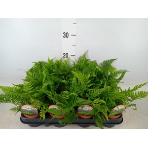 Polystichum tsussimense