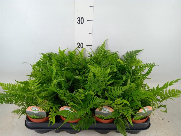<h4>Polystichum tsussimense</h4>
