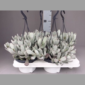 Cotyledon  'Coral'