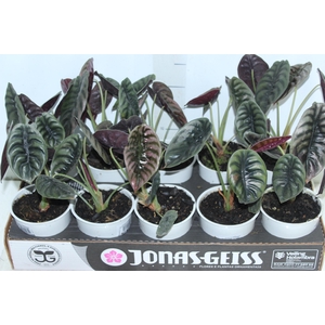 ALOCASIA CUPREA P12
