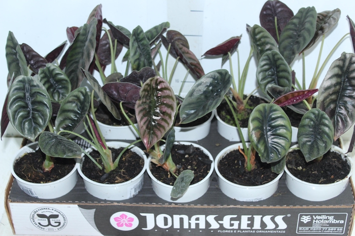 <h4>ALOCASIA CUPREA P12</h4>