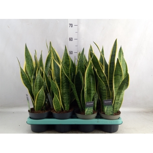 Sansevieria trifa. 'Laurentii'