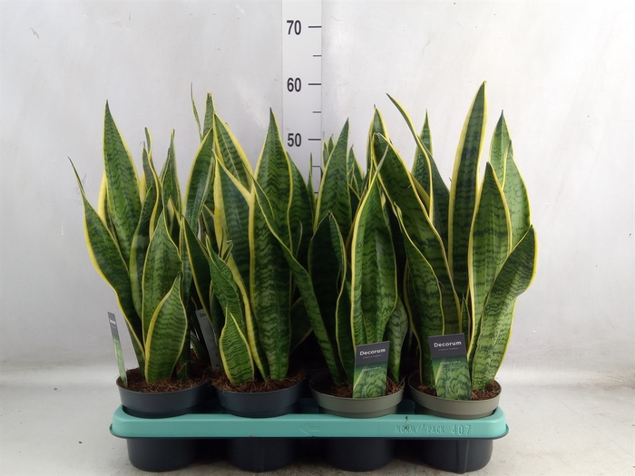 Sansevieria trifa. 'Laurentii'