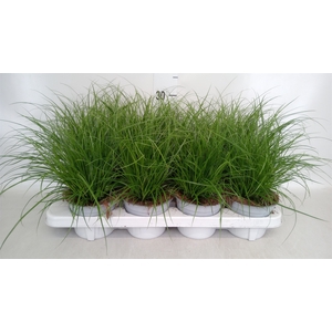 Carex brunnea
