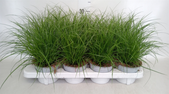 <h4>Carex brunnea</h4>